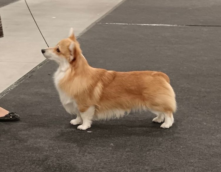 Kassu EE JCH & LT JCH